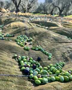raccolta olive
